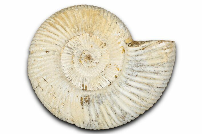 Jurassic Ammonite (Perisphinctes) Fossil - Madagascar #337692